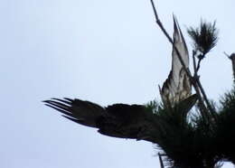 Image of Forest Buzzard