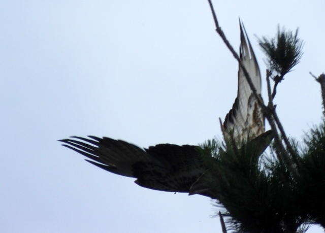 Imagem de Buteo trizonatus Rudebeck 1957