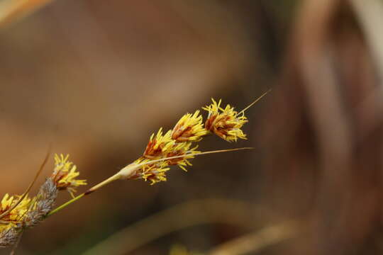 Imagem de Coleochloa setifera subsp. setifera