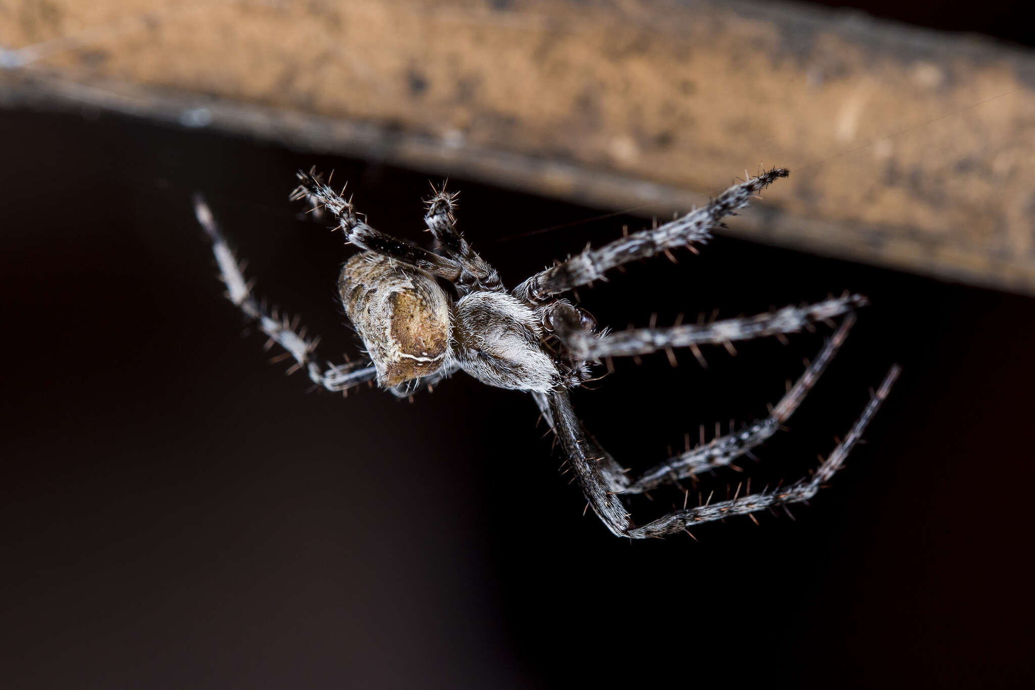 Imagem de Araneus tartaricus (Kroneberg 1875)