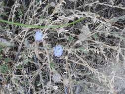 Image de Jasione crispa subsp. sessiliflora (Boiss. & Reut.) Tutin