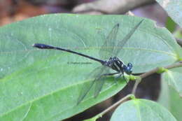 Image of Heliogomphus walli Fraser 1925