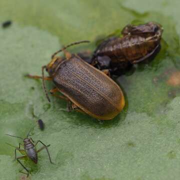 Mesoveliinae Douglas & Scott 1867的圖片