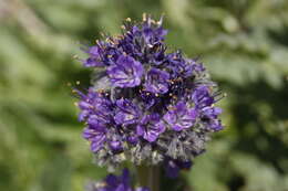 Image de Phacelia lyallii (A. Gray) Rydb.