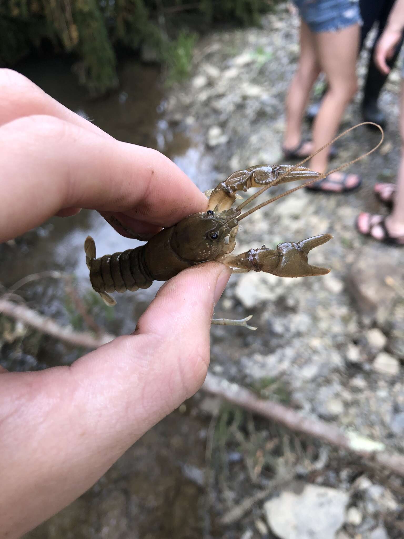 Image of Rock Crayfish