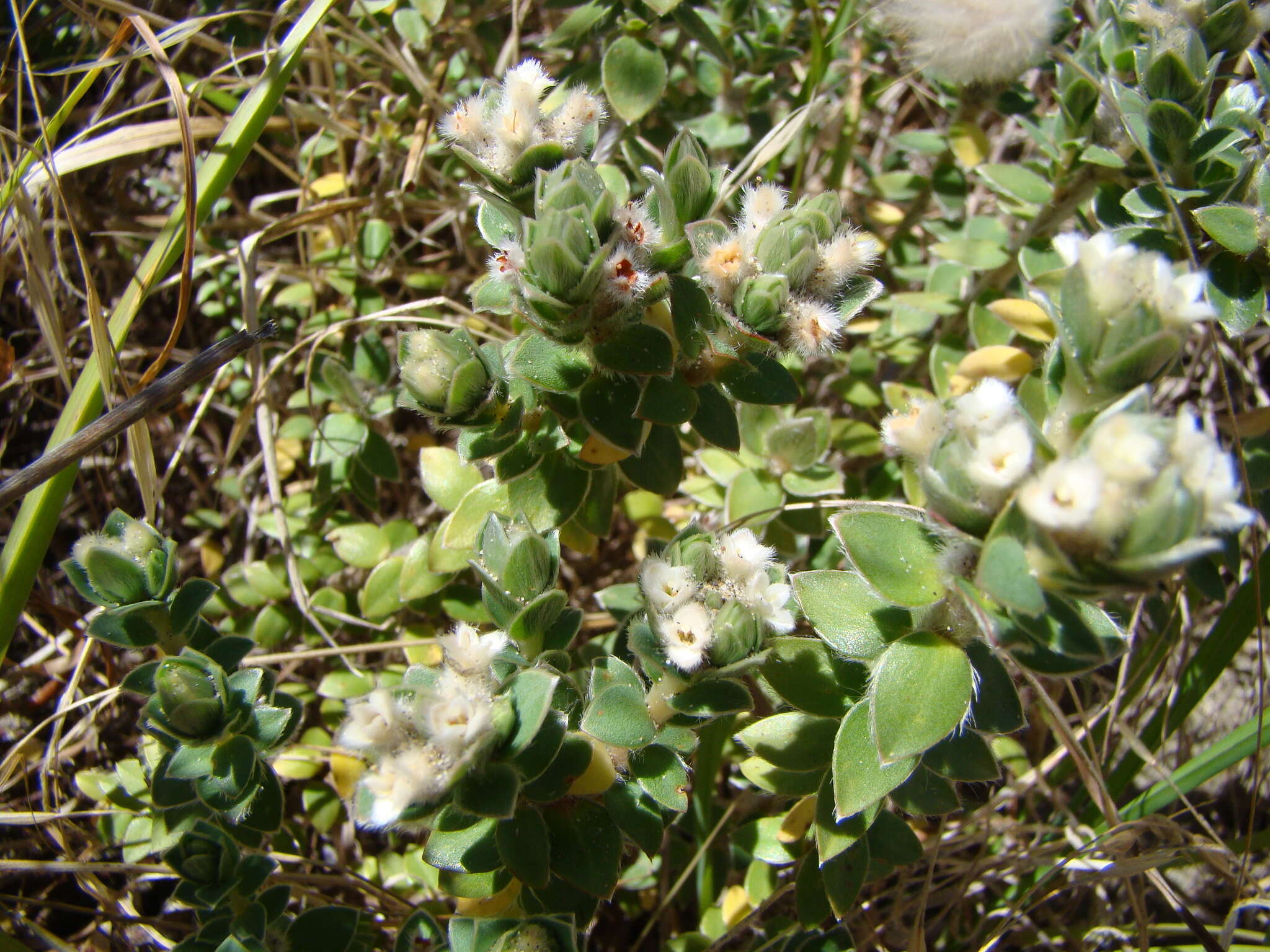 Image of Pimelea villosa Banks & Soland. ex Meissn.