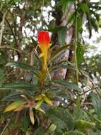 Image of Columnea lepidocaula Hanst.