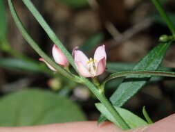 Image de Cyanothamnus polygalifolius