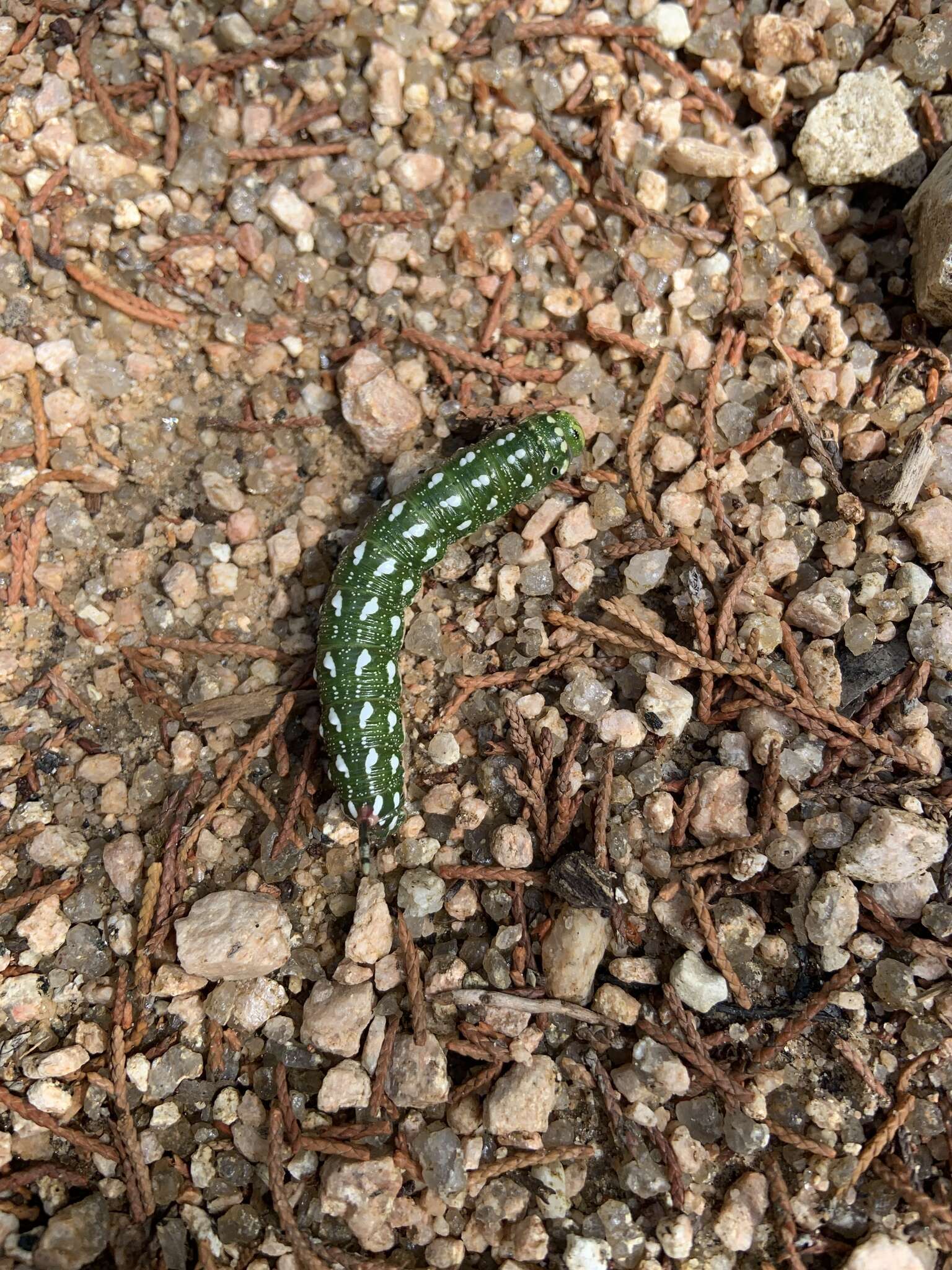 Image of Sphinx vanbuskirki