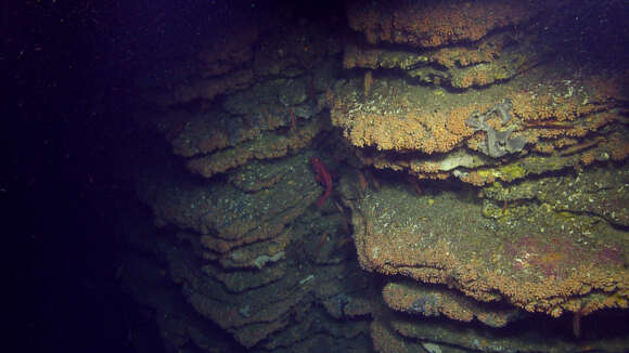 Image of orange encrusting anemone