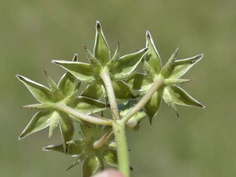 Image of Asclepias gibba var. gibba