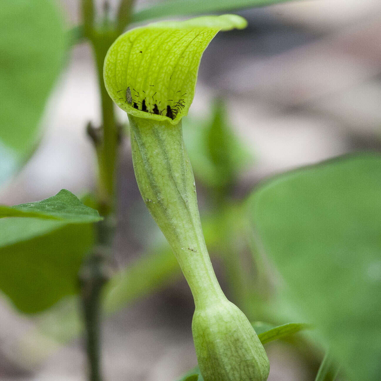 Image de Aristolochia pallida Willd.