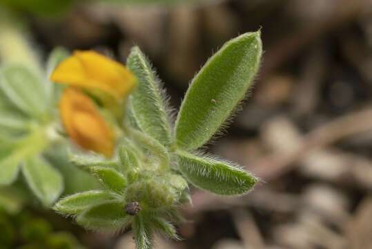 Image of <i>Anthyllis circinnata</i>