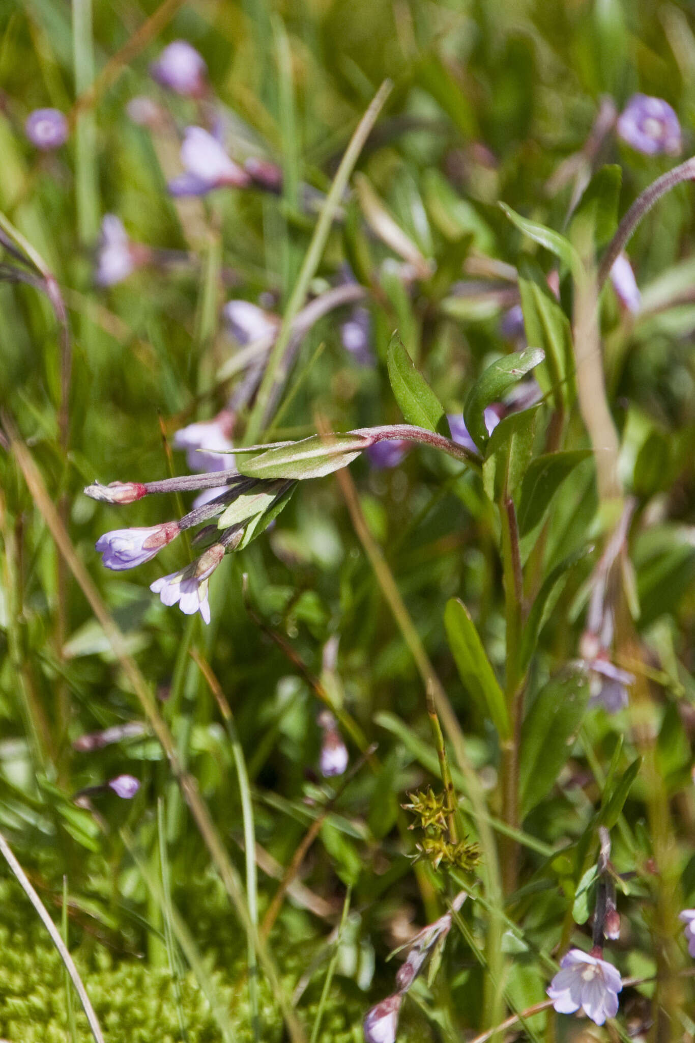 Image of Epilobium nutans F. W. Schmidt