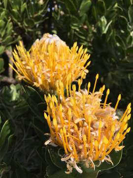 Image of Leucospermum conocarpodendron subsp. viridum Rourke