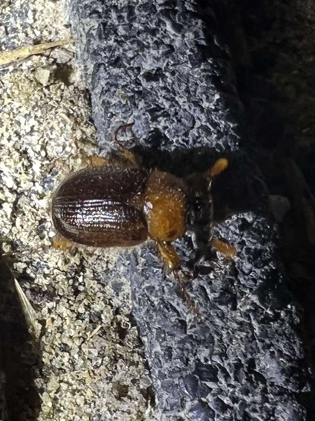 Image of Cyclocephala robusta Le Conte 1863