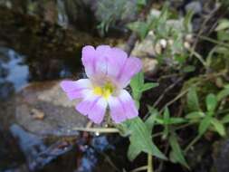 Image of Erythranthe erubescens G. L. Nesom