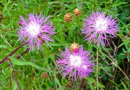 Image of brown knapweed