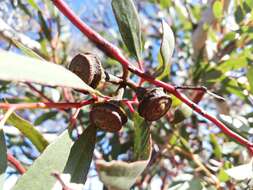 Image of Eucalyptus armillata D. Nicolle & M. E. French