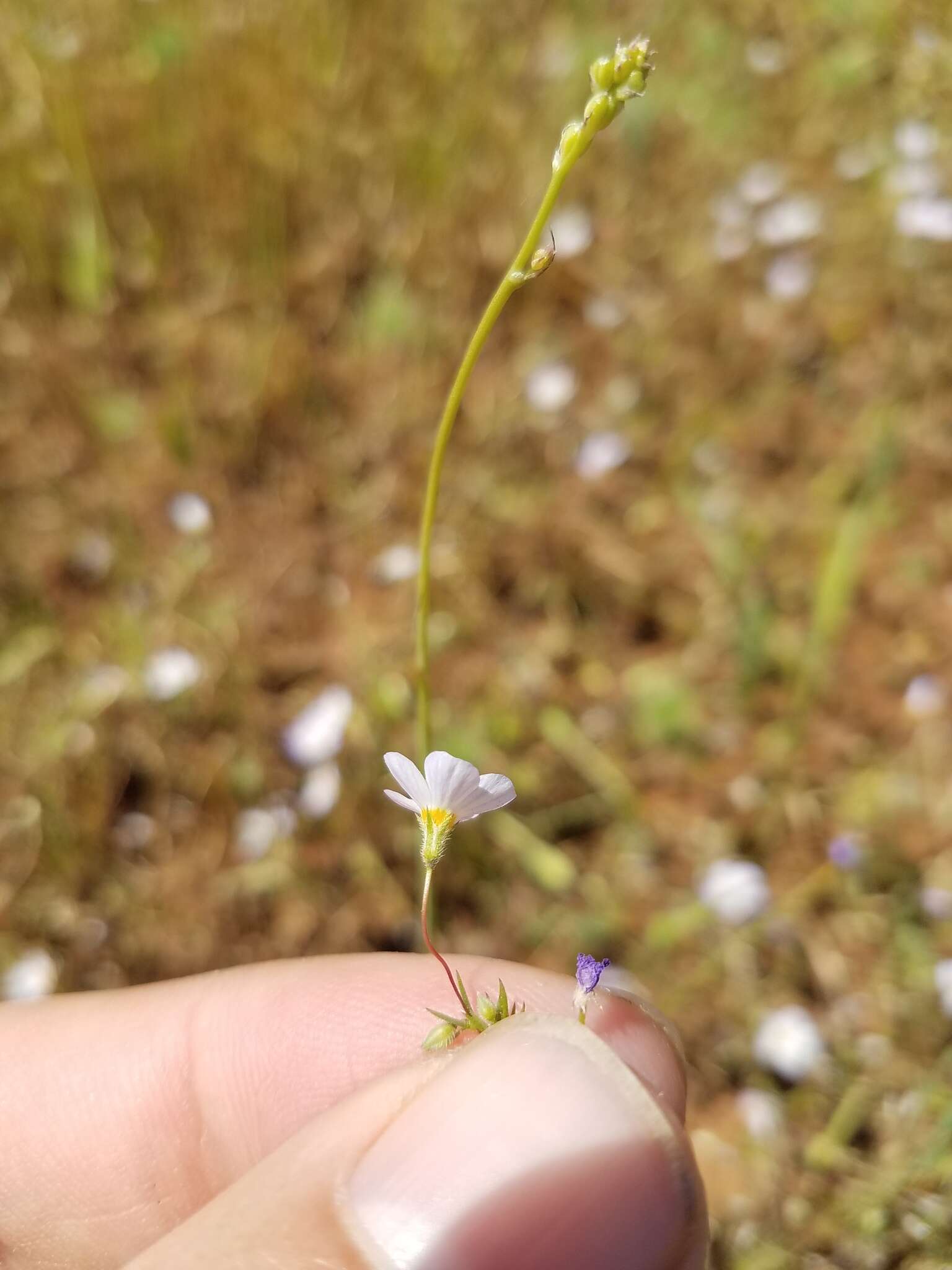 Image of thread linanthus