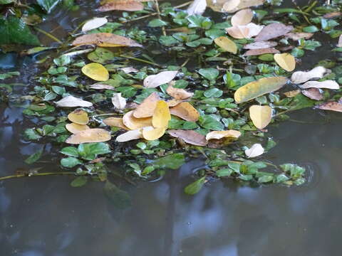 Ludwigia grandiflora (Michaux) Greuter & Burdet resmi