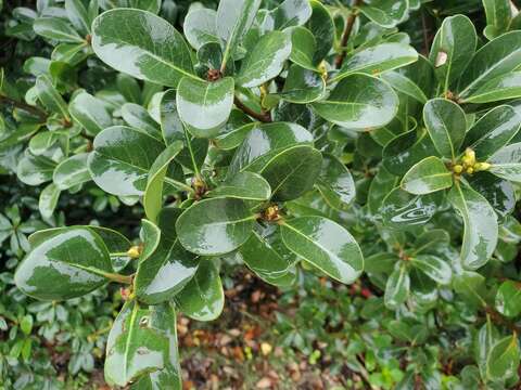 Sivun Rhaphiolepis indica var. umbellata (Thunb. ex Murray) H. Ohashi kuva