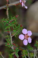 Image of Euryomyrtus ramosissima subsp. ramosissima