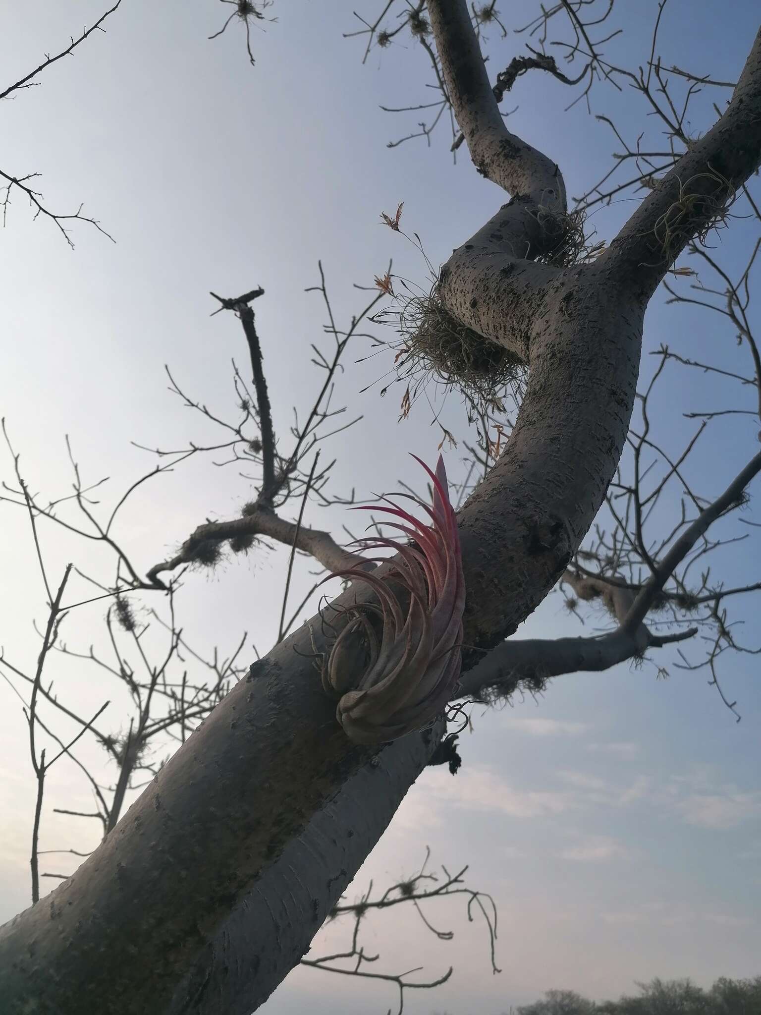 Tillandsia circinnatioides Matuda resmi