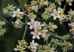 Image de Melochia umbellata (Houtt.) Stapf