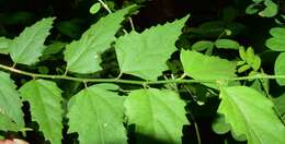 Sivun Hibiscus colimensis P. A. Fryxell kuva