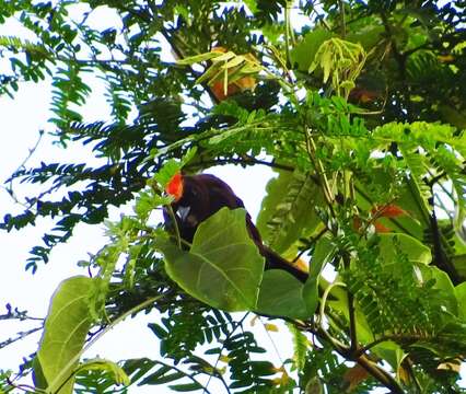 Image of Flame-crested Tanager