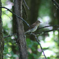 صورة Catharus fuscescens (Stephens 1817)