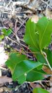 Image of Lepisanthes perrieri (Choux) Buerki, Callm. & Lowry