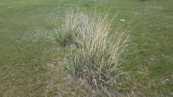 Plancia ëd Stipa splendens Trin.