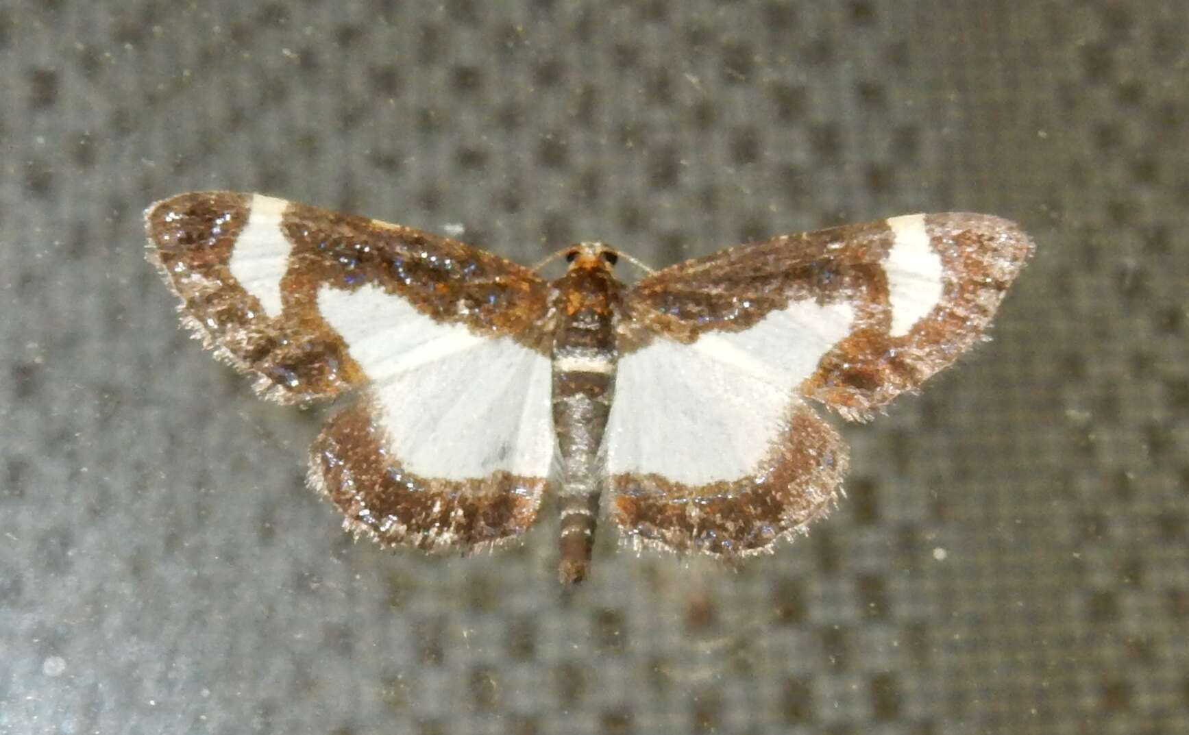 Image of Common Spring Moth