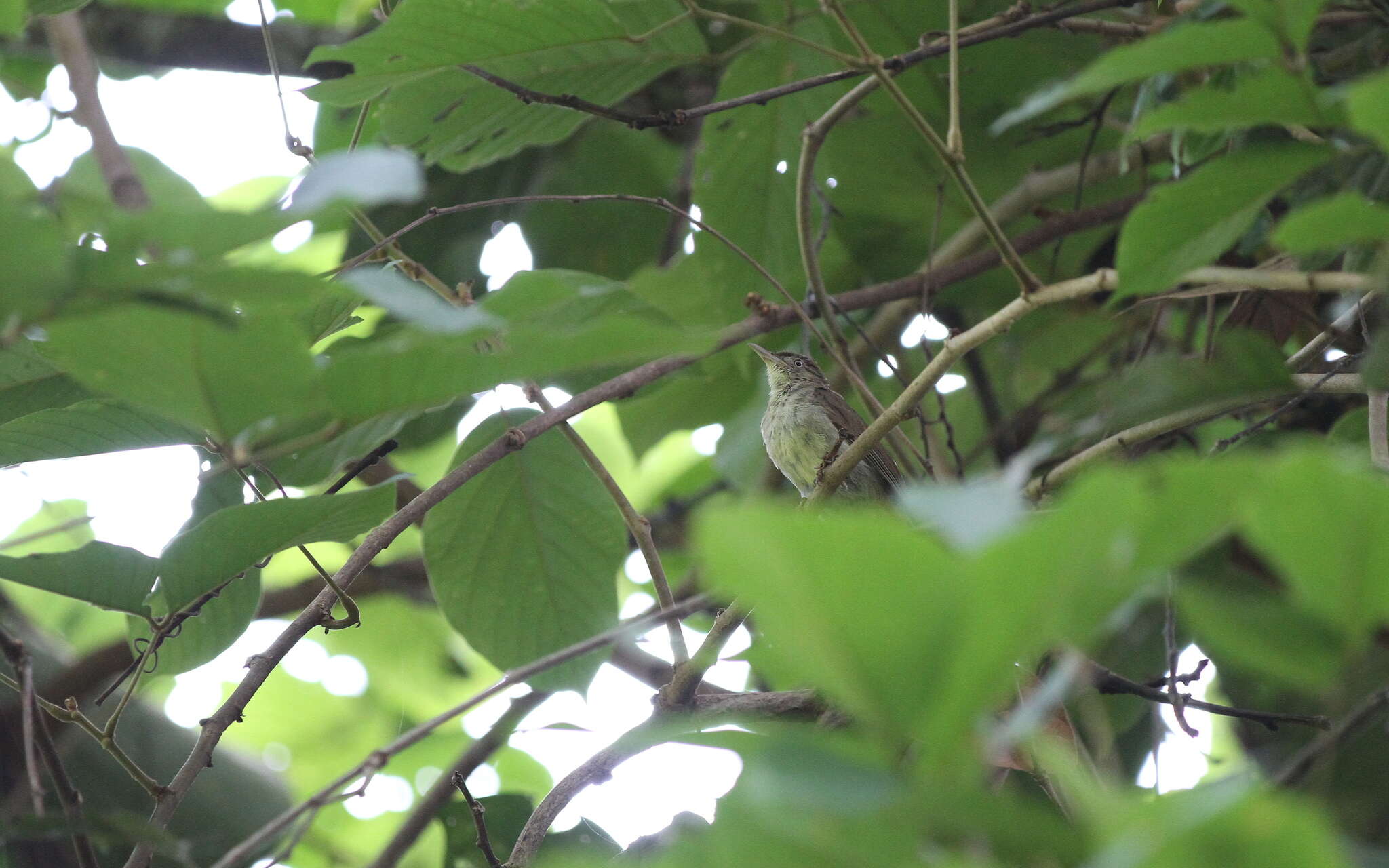 Image of Charlotte's Bulbul