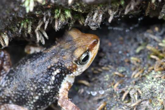 Nimbaphrynoides occidentalis (Angel 1943) resmi