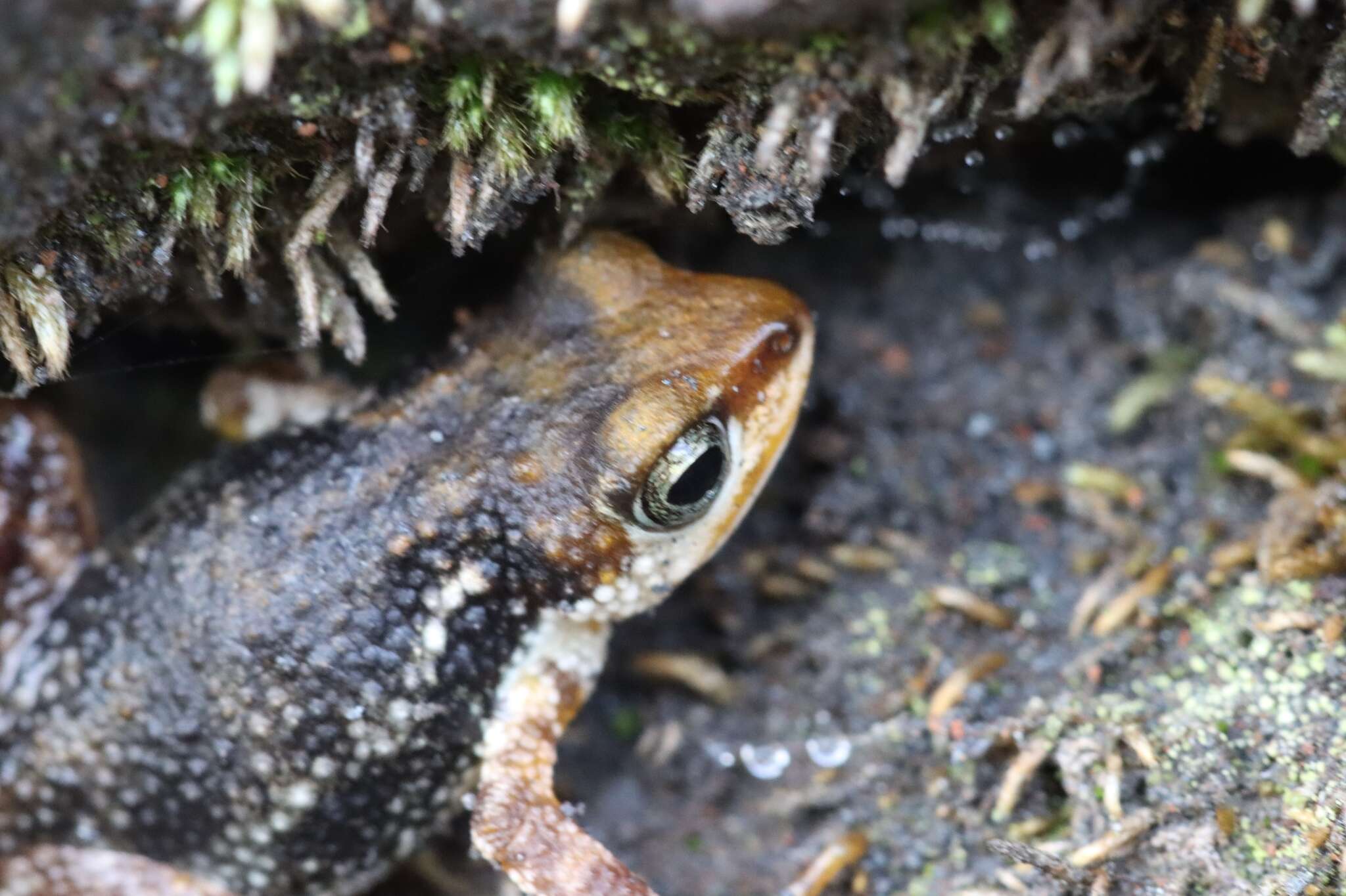 Image of Mount Nimba Viviparous Toad