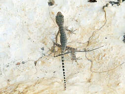 Image of Oman Rock Gecko