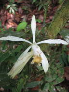 Image of Vanilla trigonocarpa Hoehne