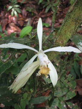 Image de Vanilla trigonocarpa Hoehne