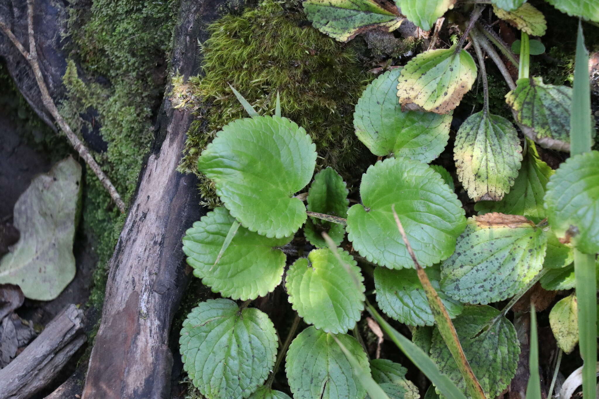 Imagem de Ourisia macrophylla Hook.