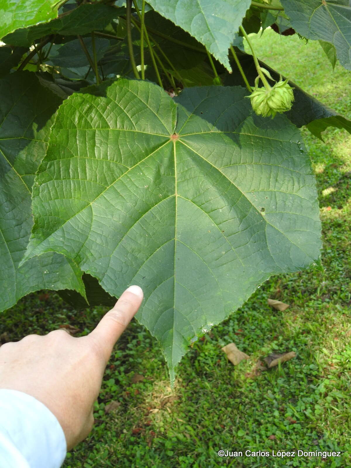 Image of <i>Dombeya</i> × <i>cayeuxii</i>