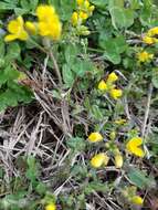 Image of Lescur's bladderpod