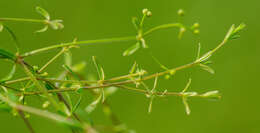 Image of Bog bedstraw