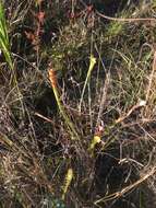 Image of Yellow pitcher plant