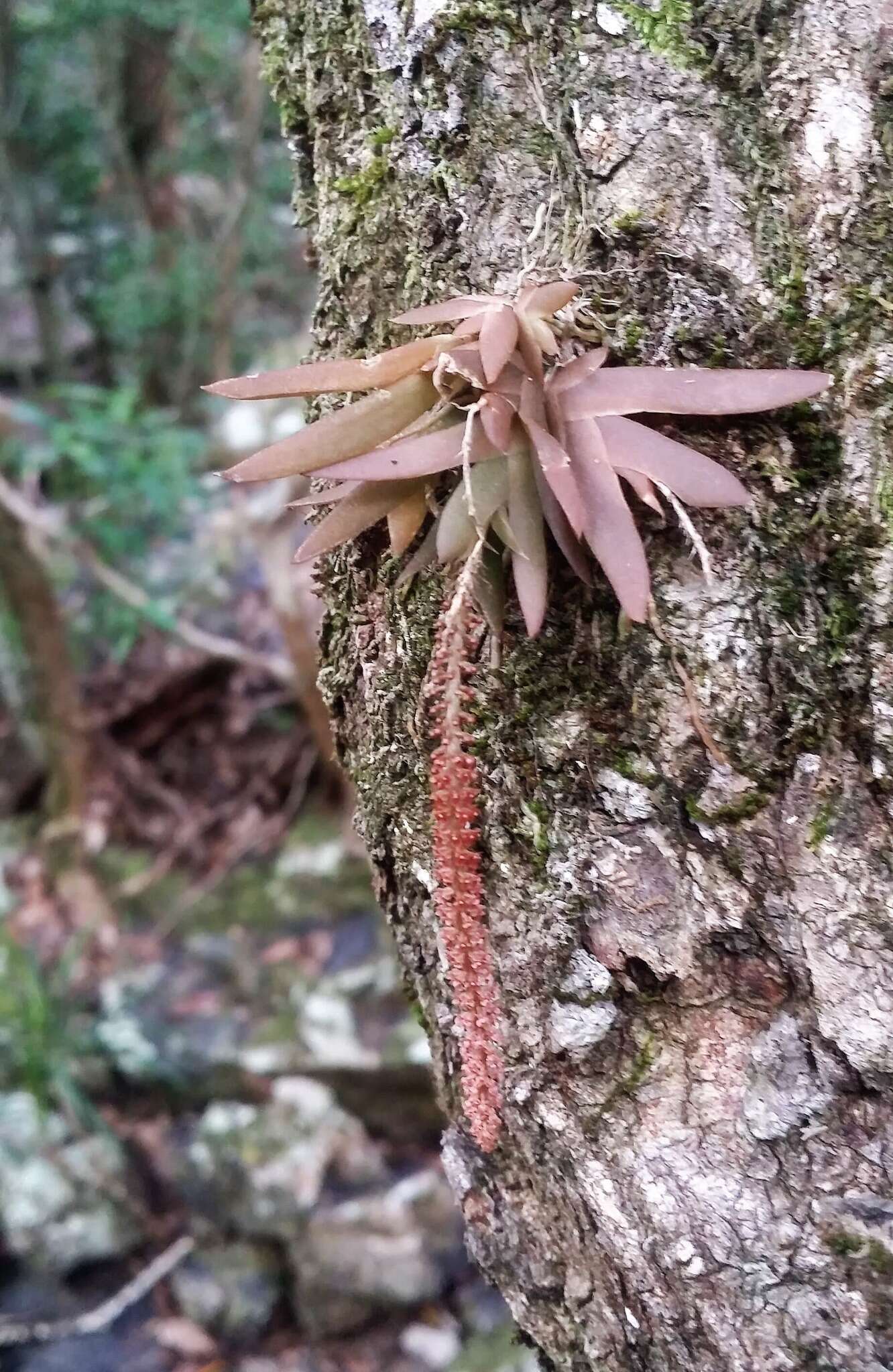 Image of Soldier's crest orchid