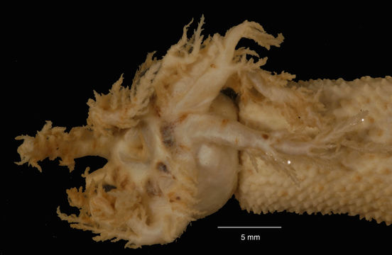 Image of <i>Paracucumis turricata</i> (Vaney 1906)