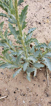 Image of Mojave pricklypoppy