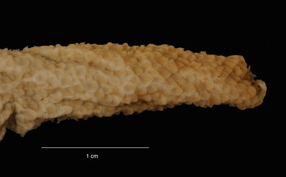 Image of <i>Paracucumis turricata</i> (Vaney 1906)
